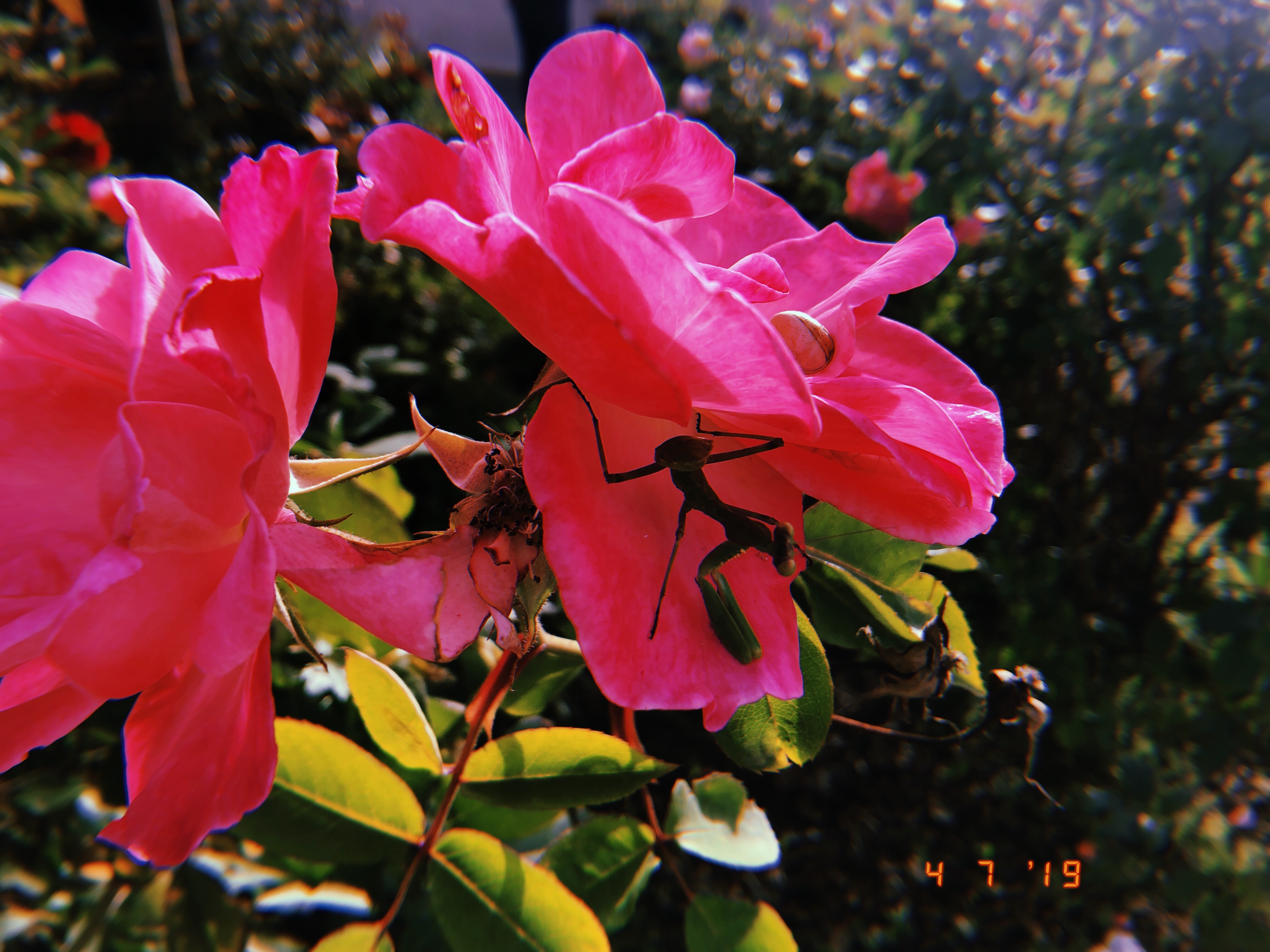praying mantis in flowers