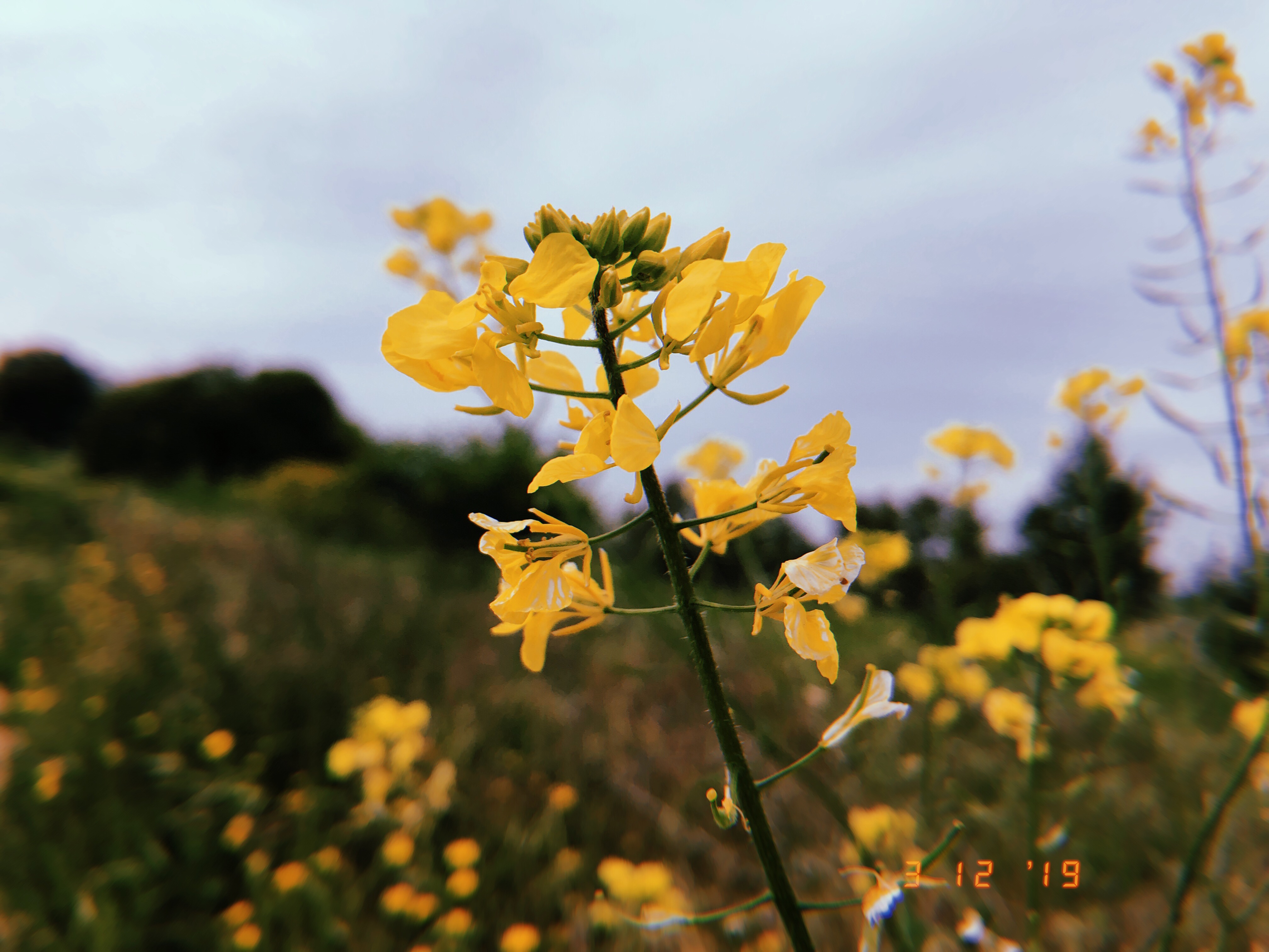 yellow flowers 3/12/19