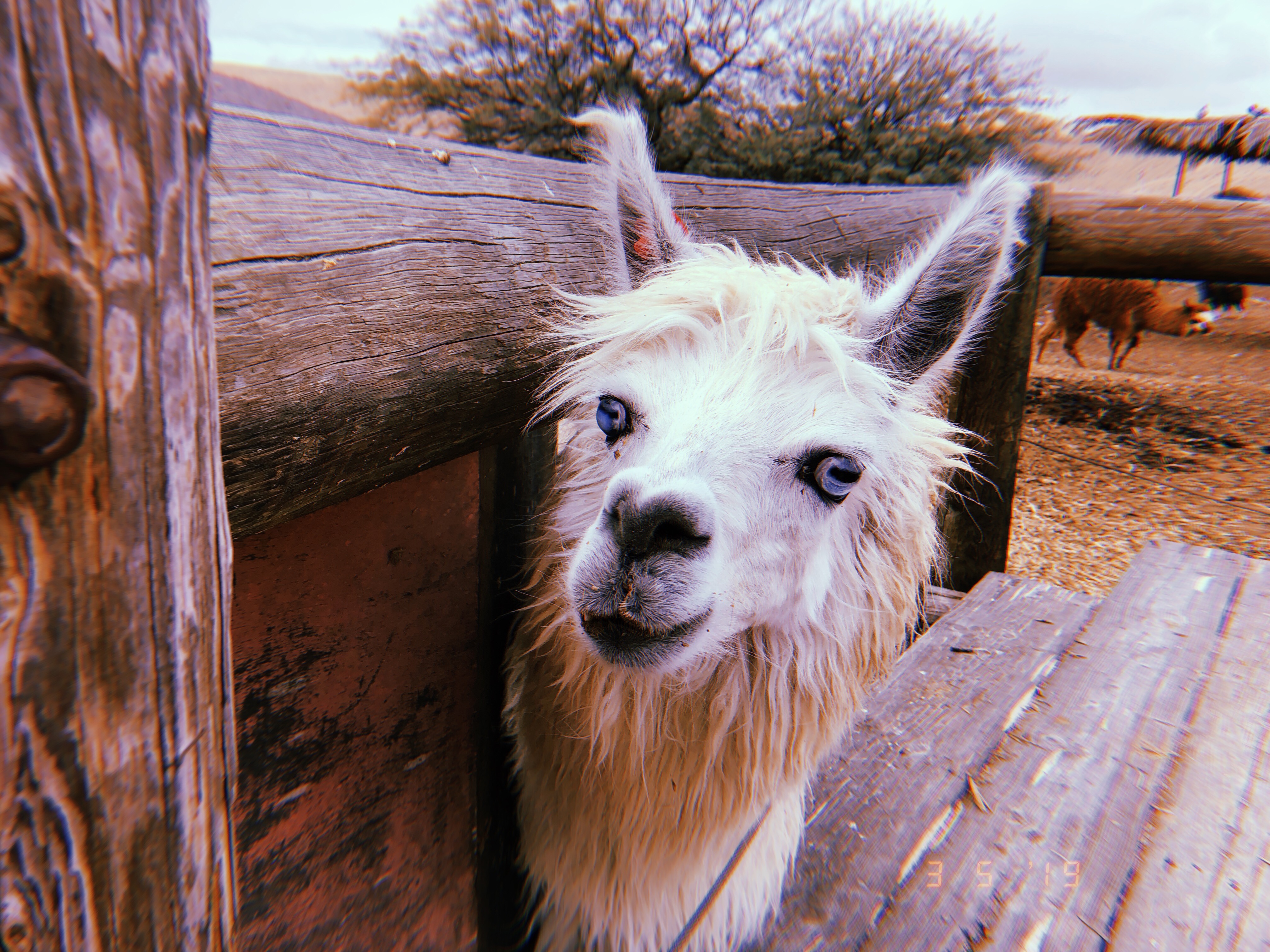 Alpaca