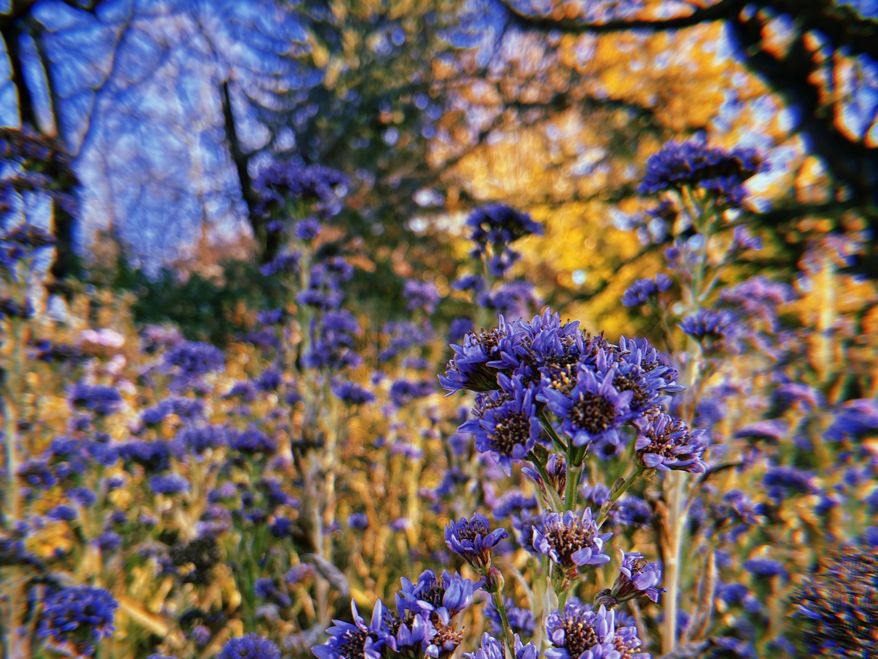 Purple garden flowers