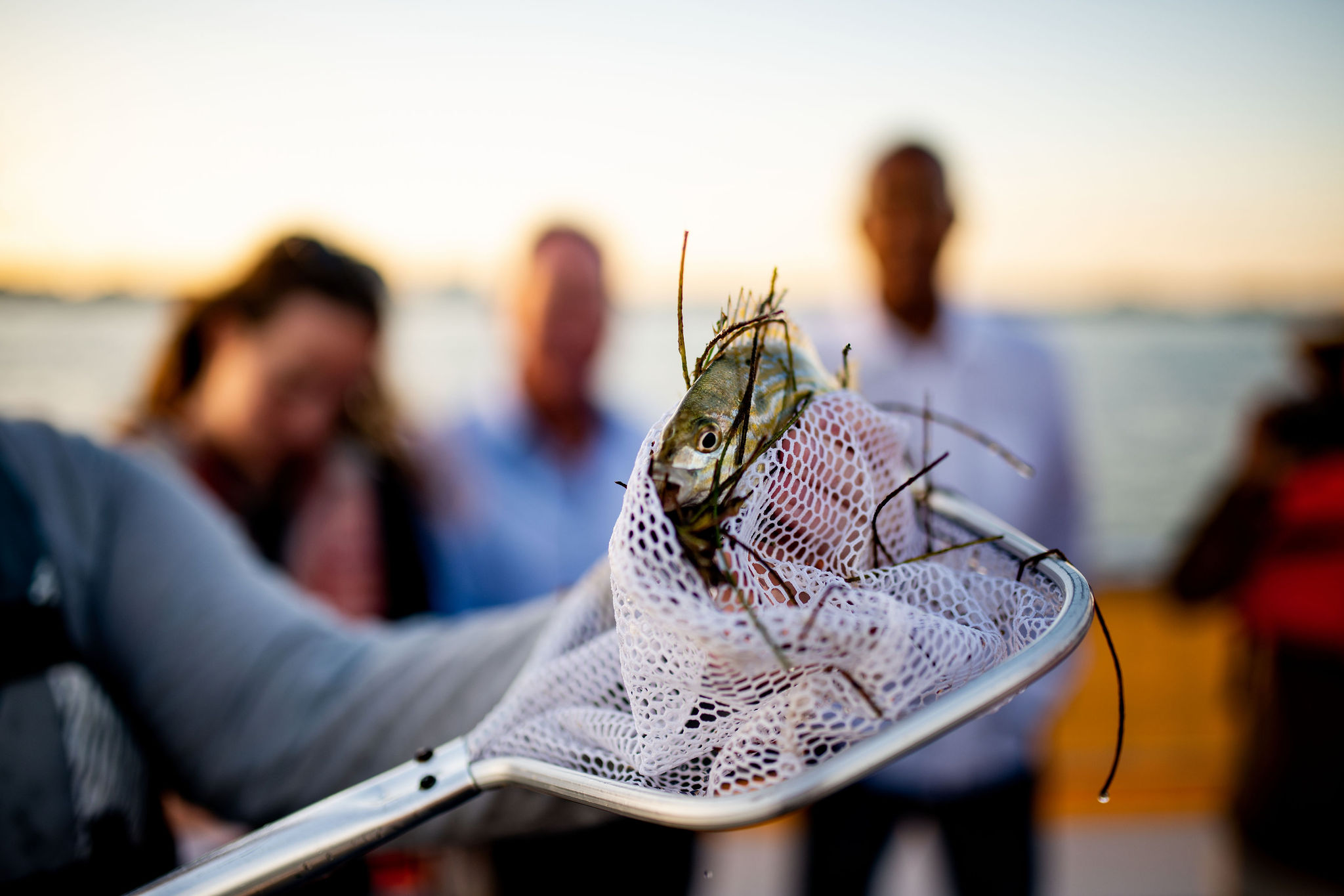 Close-up of a small fish caught in a white fishing net held over a boat with blurred people and water in the background at sunset.