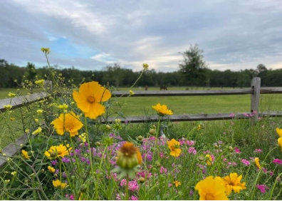 A garden of yellow flowers.
