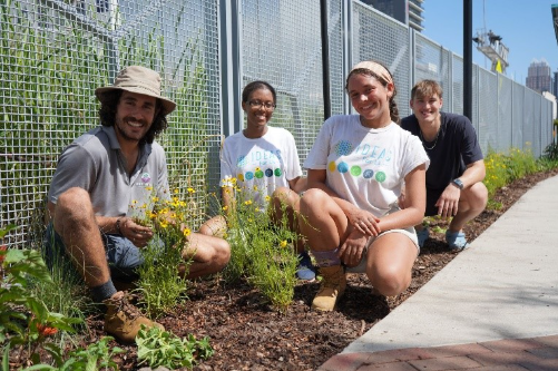 A group of people volunteering at a garden.