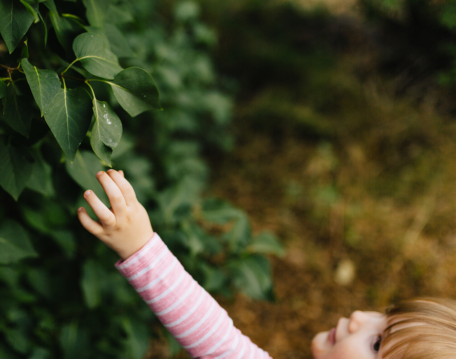 Little girl touching leaves on a tree branch.