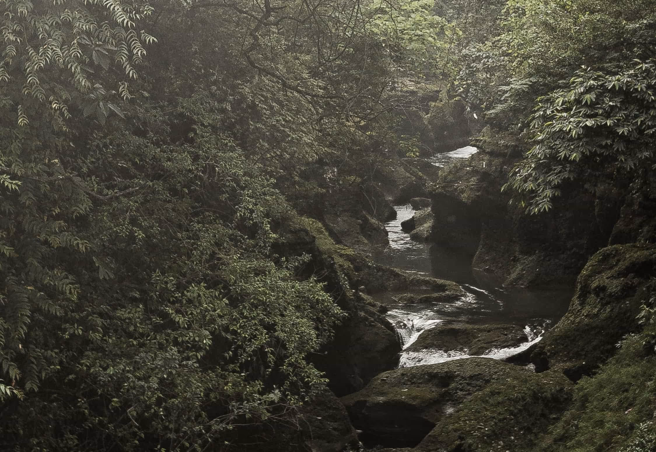 Narrow stream flowing through dense green forest with moss-covered rocks.