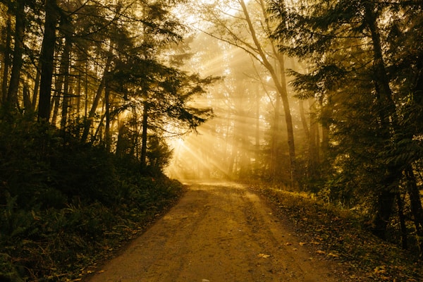 Path through a forest leading to a sunlight area