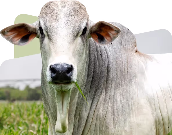 Boi Nelore em pastagem, imagem da Pós-Graduação em Produção de Gado de Corte