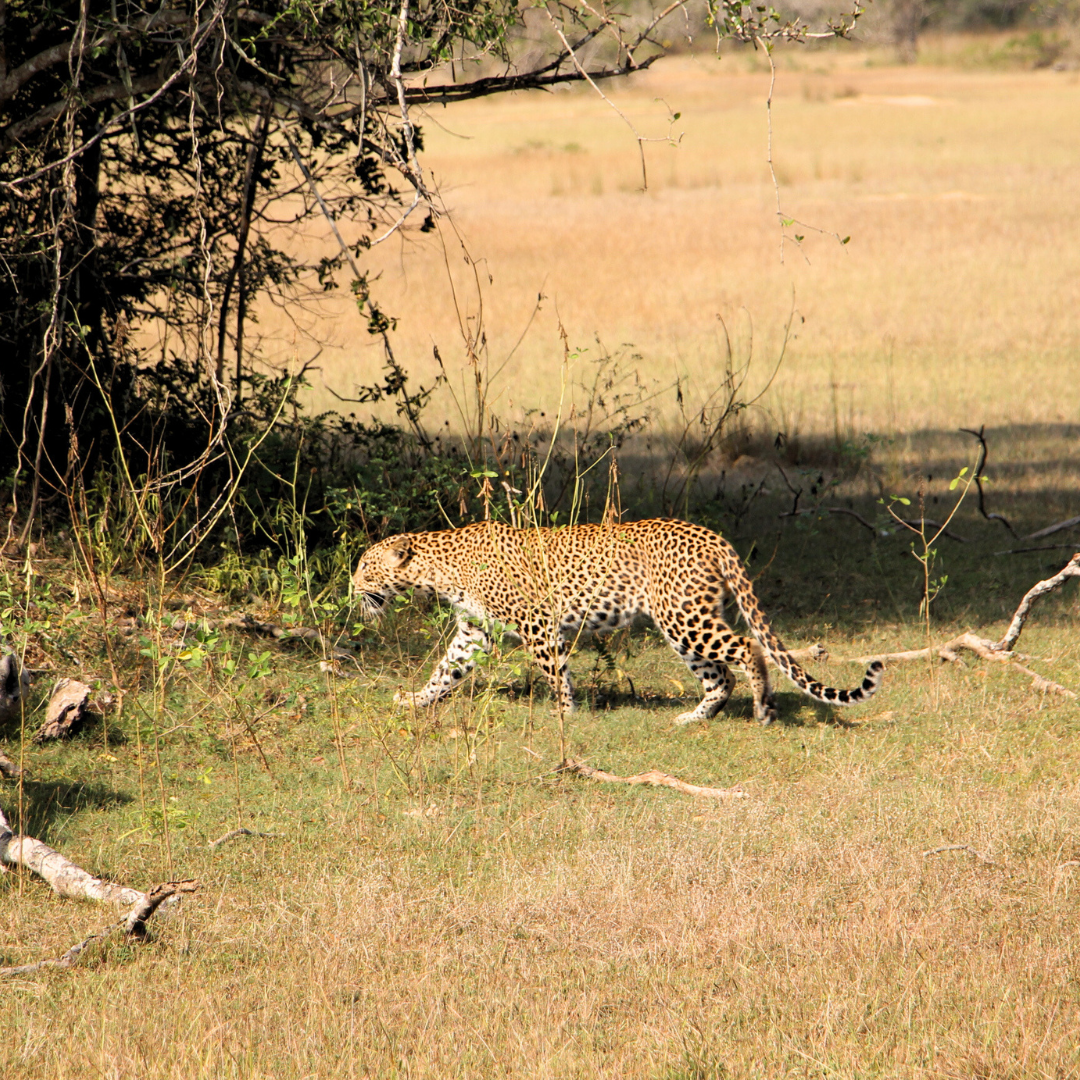 Sigiriyaklippan i närheten av Dambulla