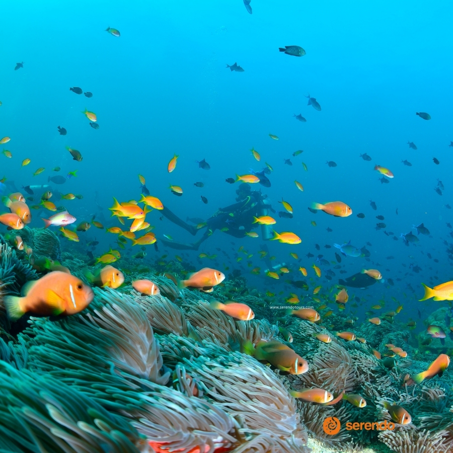Sigiriyaklippan i närheten av Dambulla