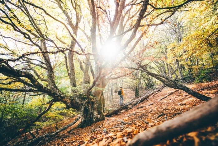 Nature loss could shrink the UK economy by as much as 5 percent this decade