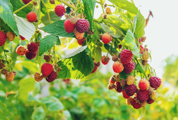 UK food security at risk as reliance on climate-vulnerable imports grows