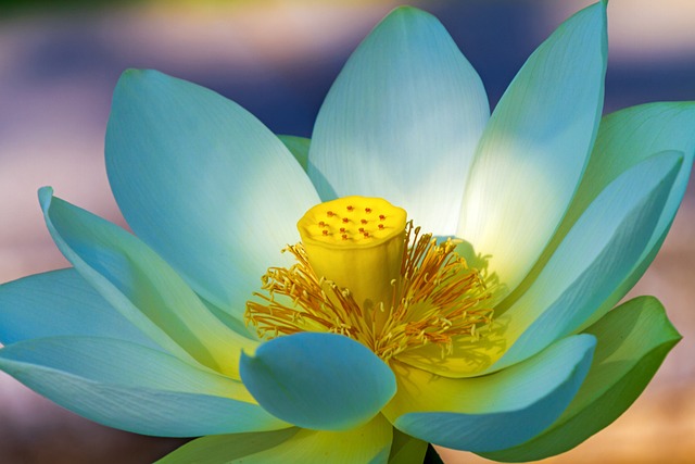 lotus flower