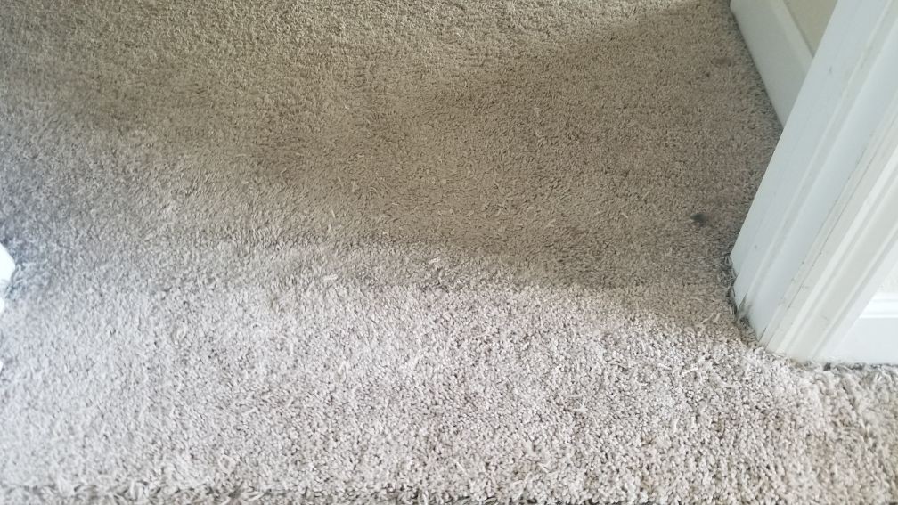 Clean Carpets