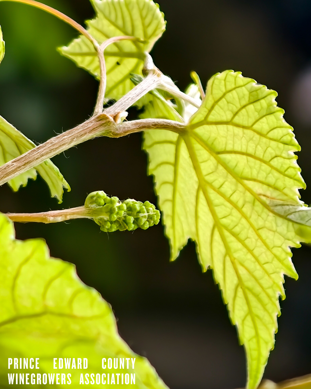 budbreak on grapevine