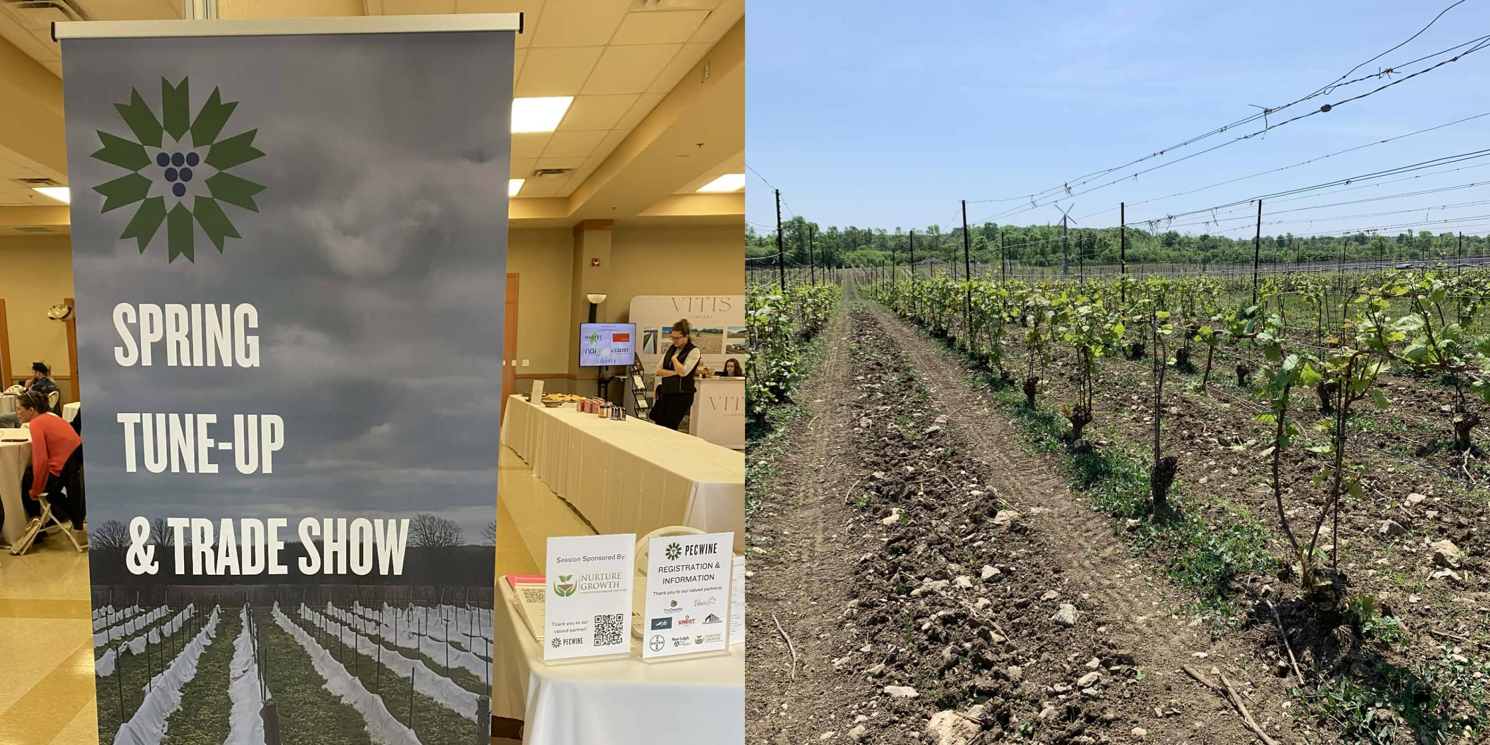 Spring Tune Up Poster and spring vines in the vineyard