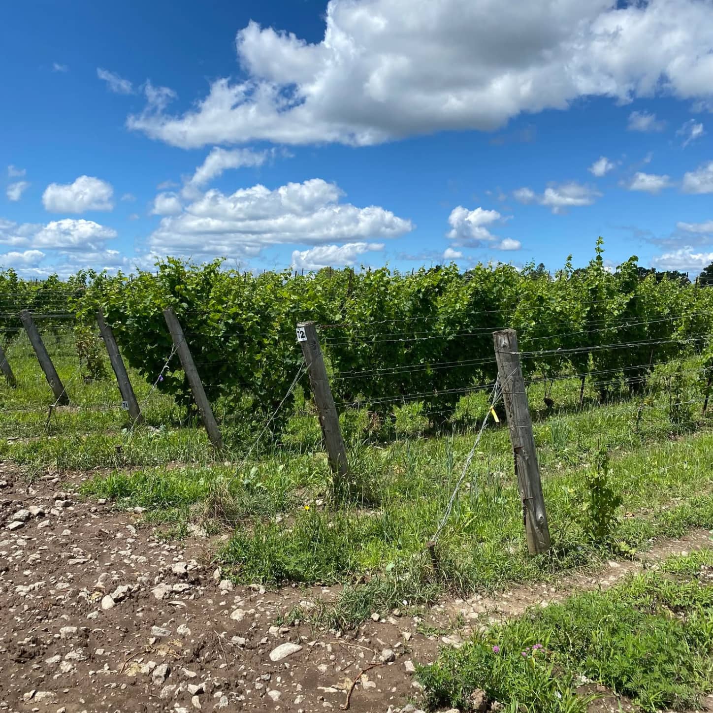 Looking at spring vines in the vineyard with bare dirt