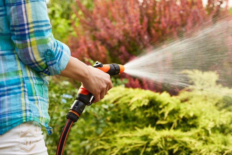 Person watering plants with a garden hose.