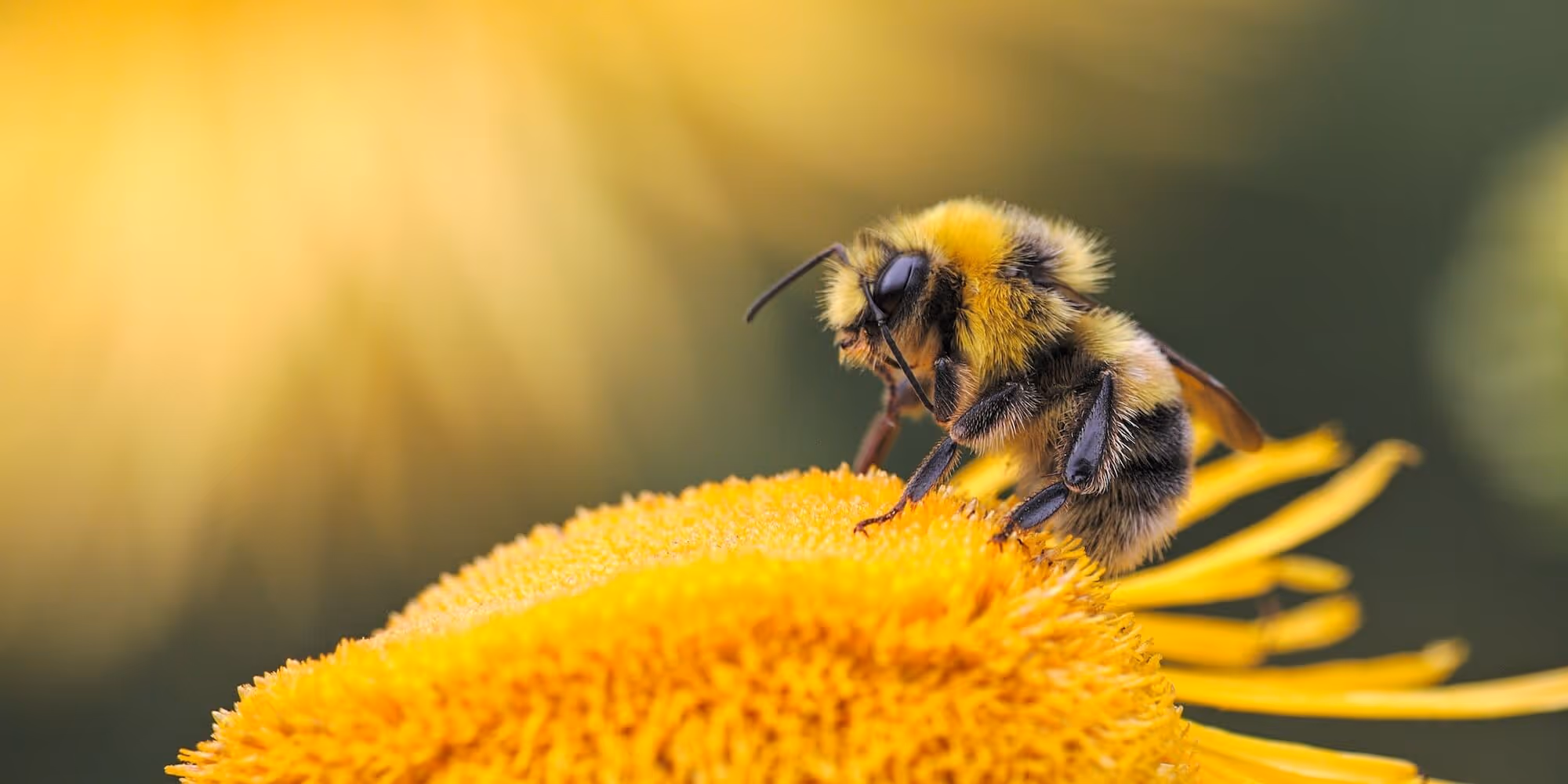 Honey Bee on a yellow flower