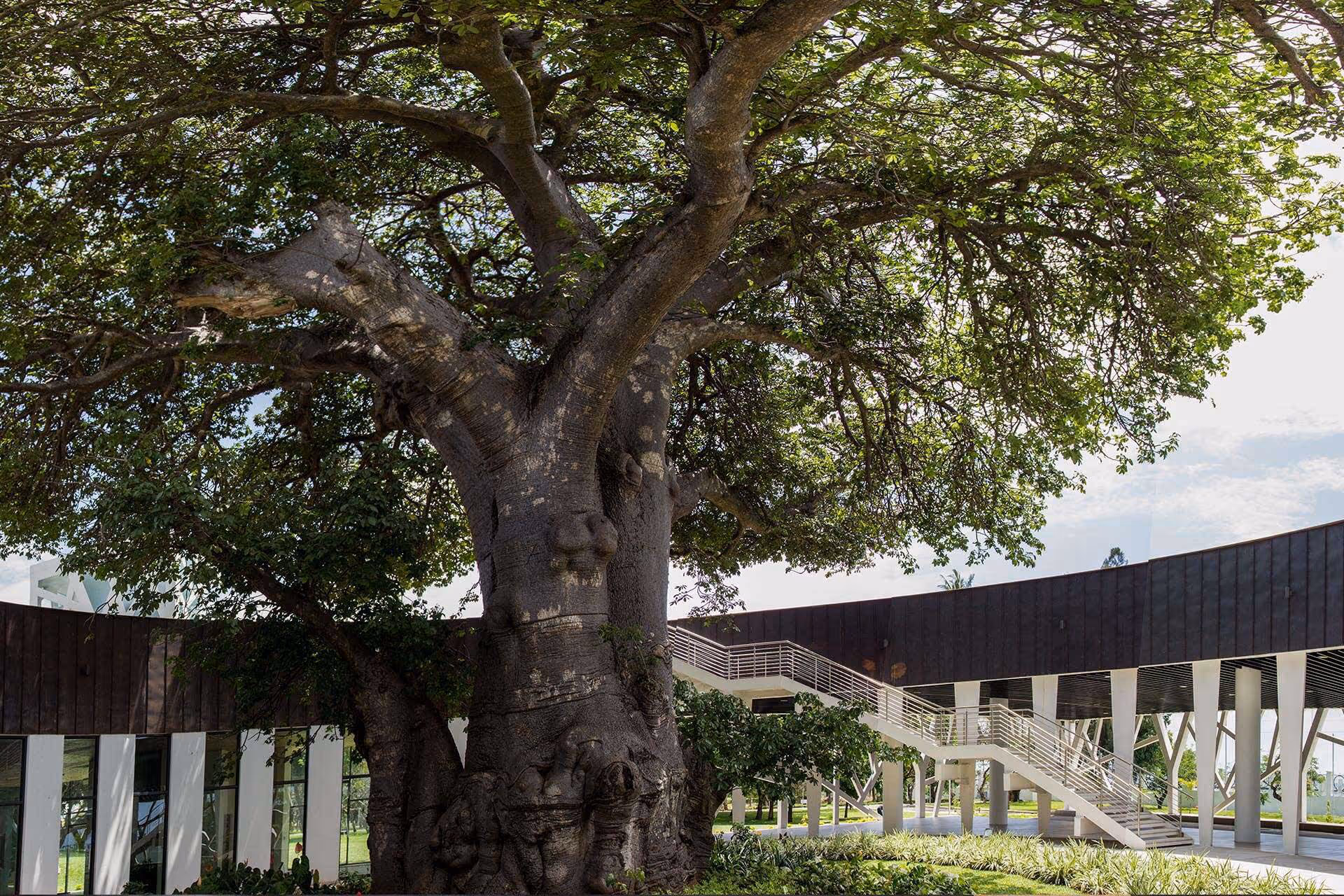 Enclosed baobab