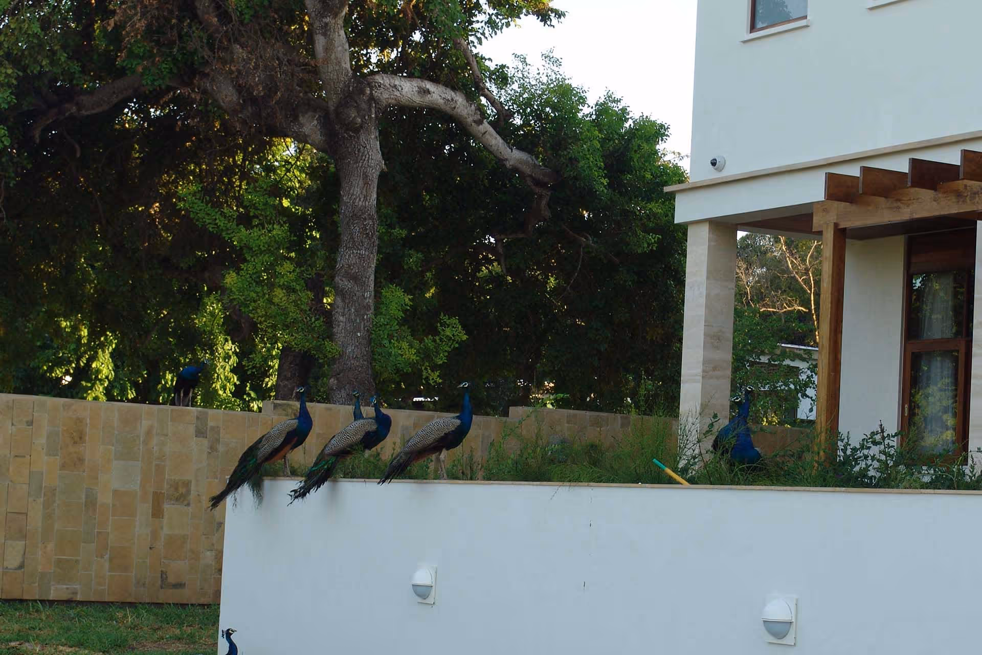 Annex House Peacocks