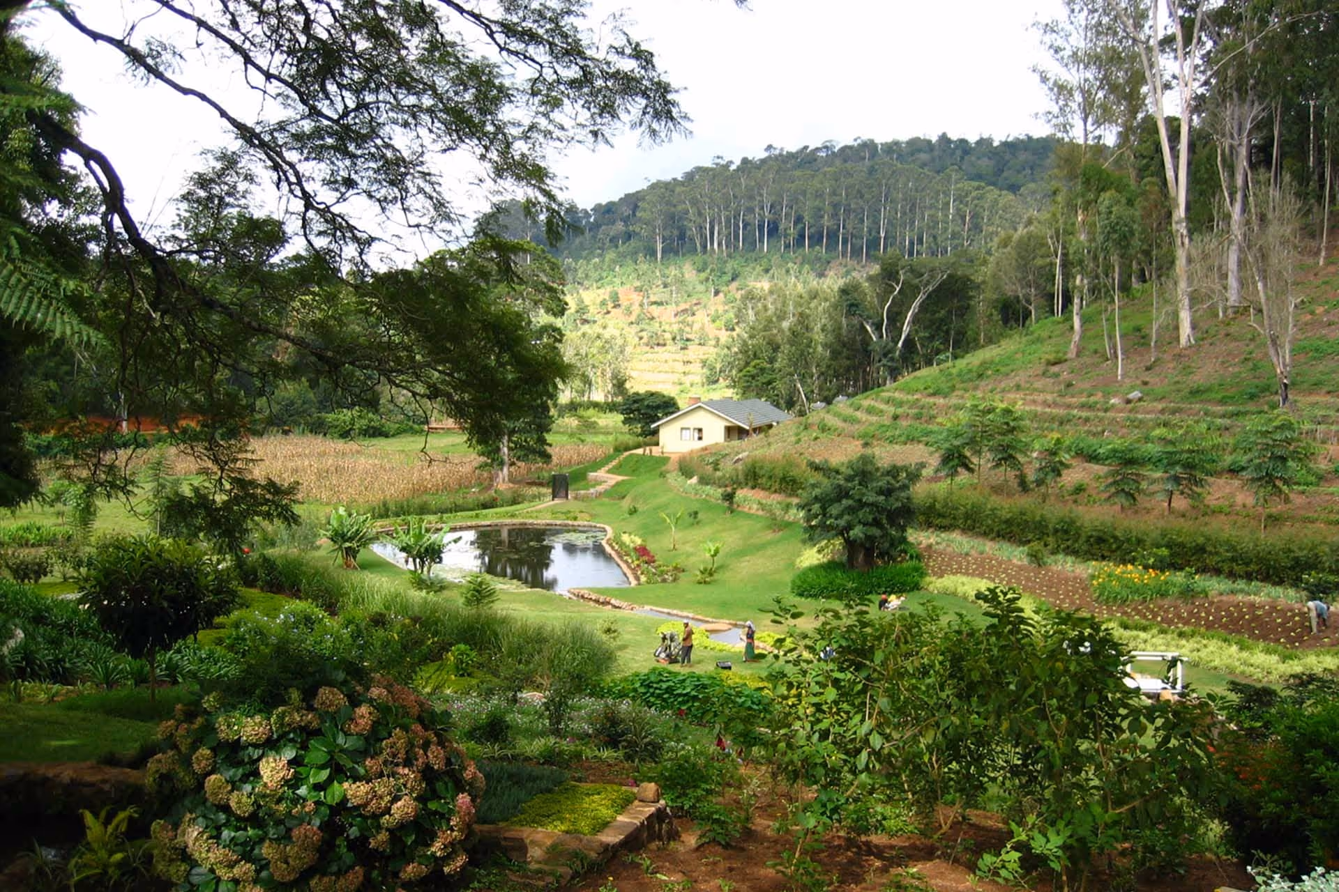Lushoto Fish Pond