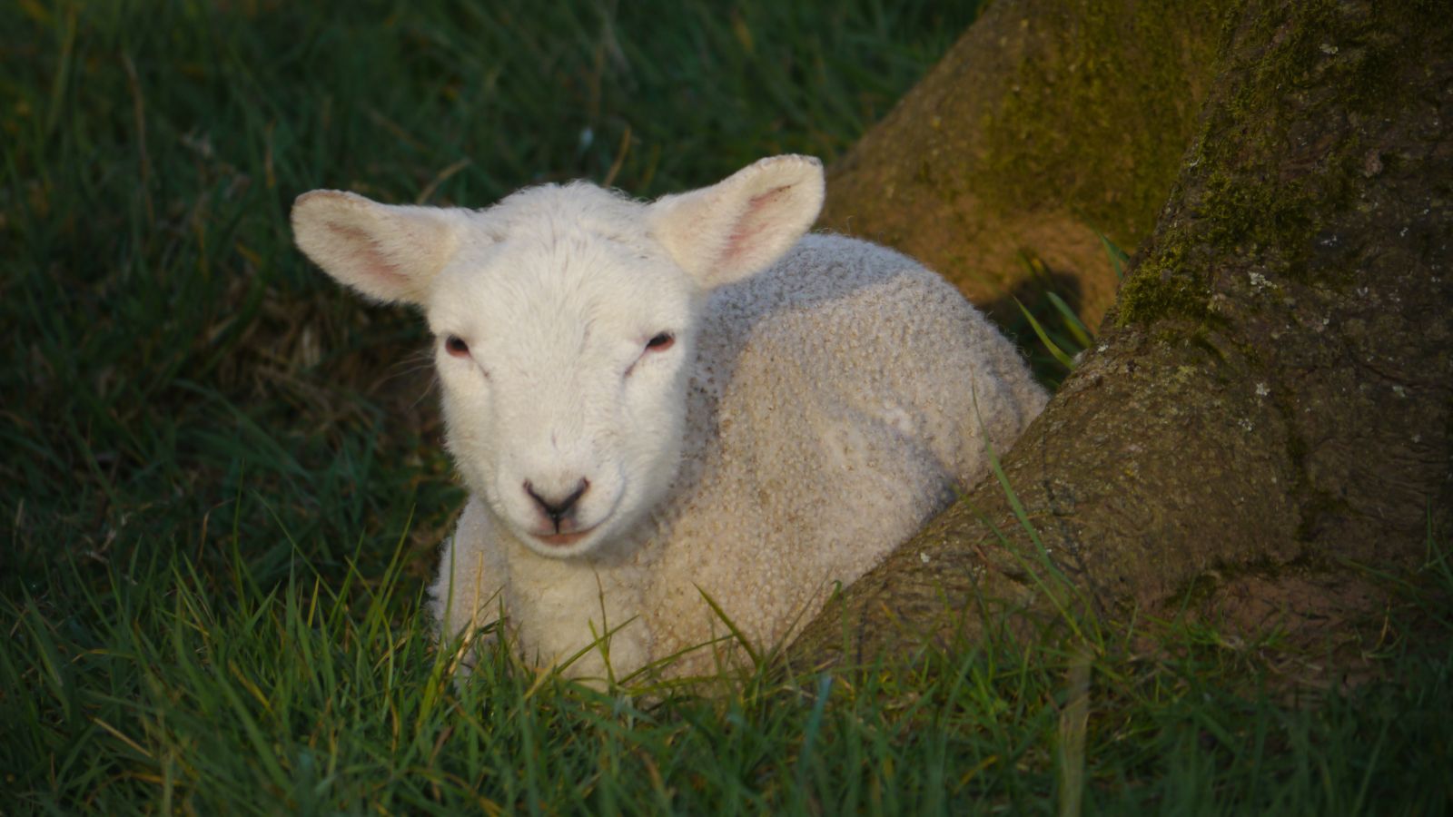 Easter on the Farm: Lambing Season & Organic Farming in Full Swing