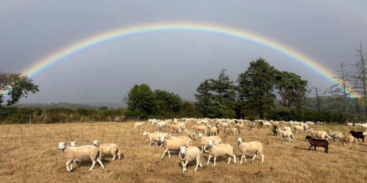 Summer at Essebeare Farm