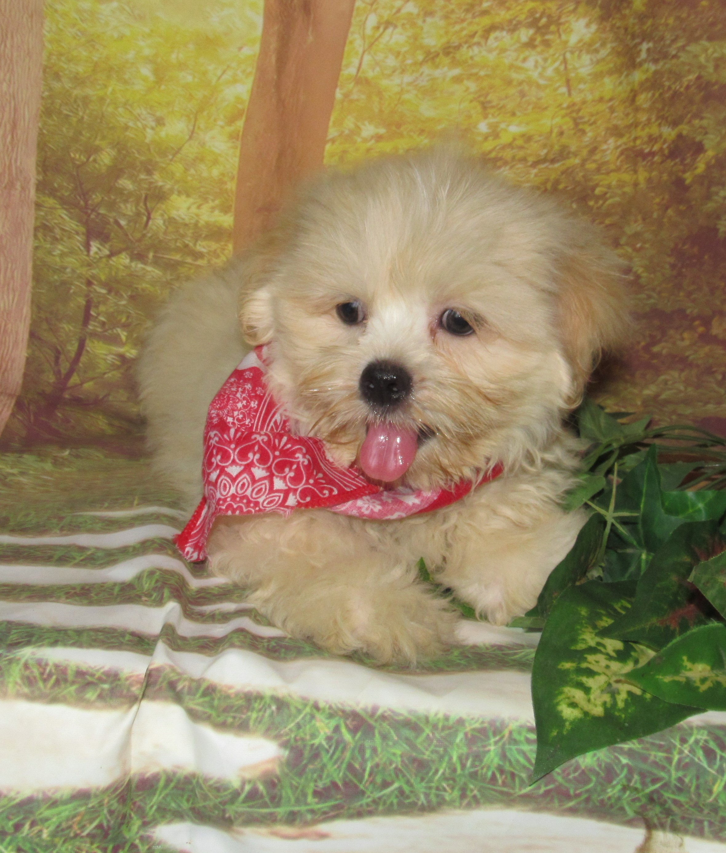 Murphy