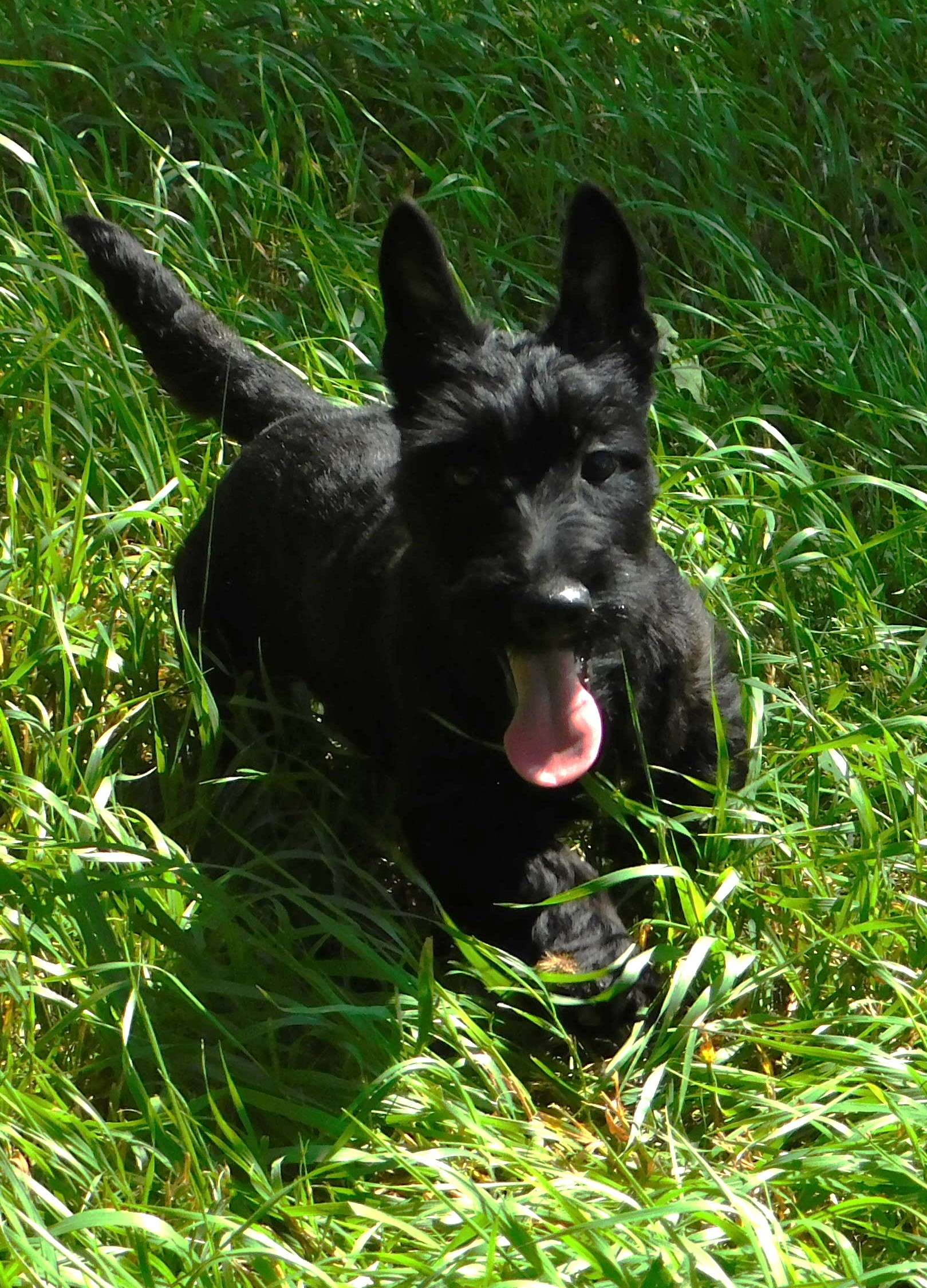 Arnie