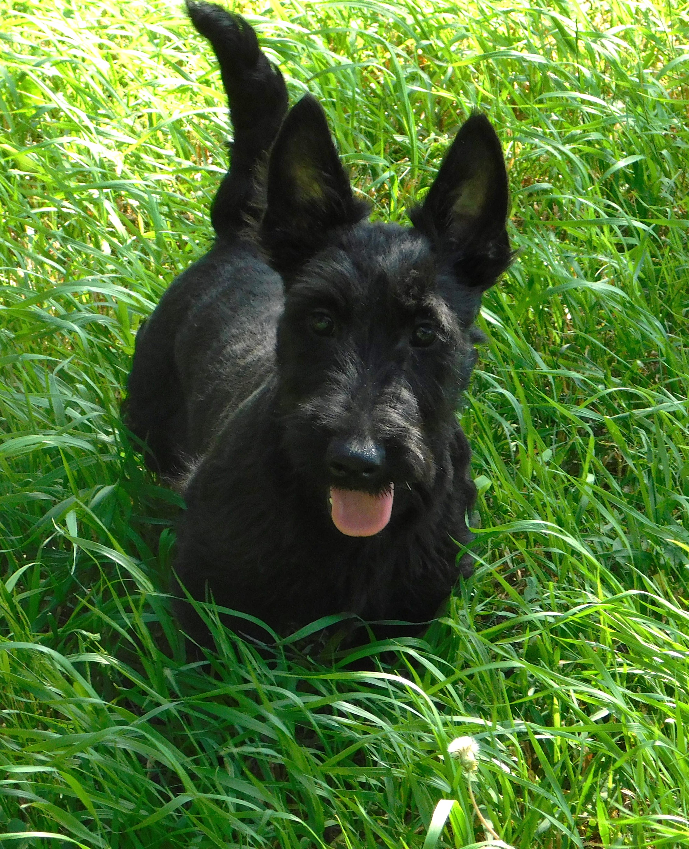 Alfie
