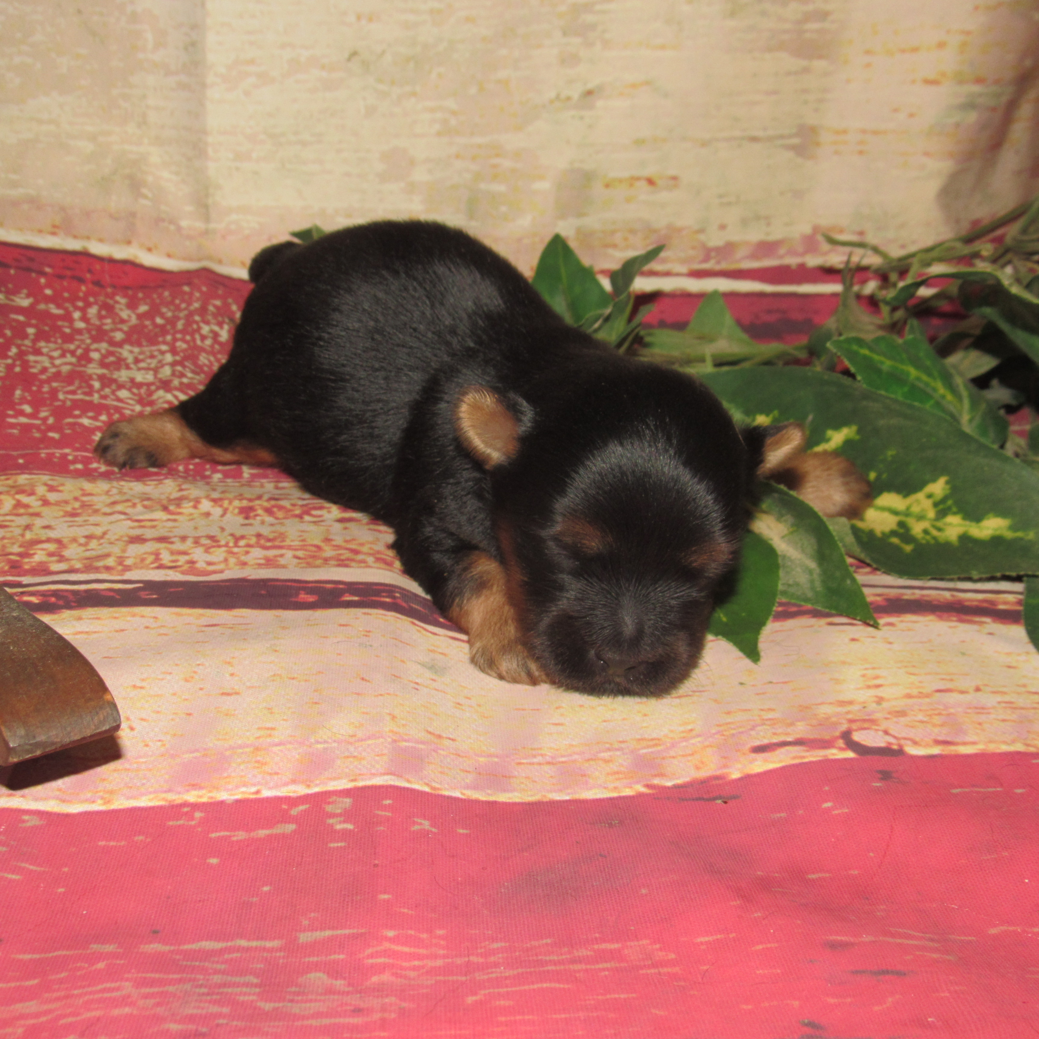 New Silky boy