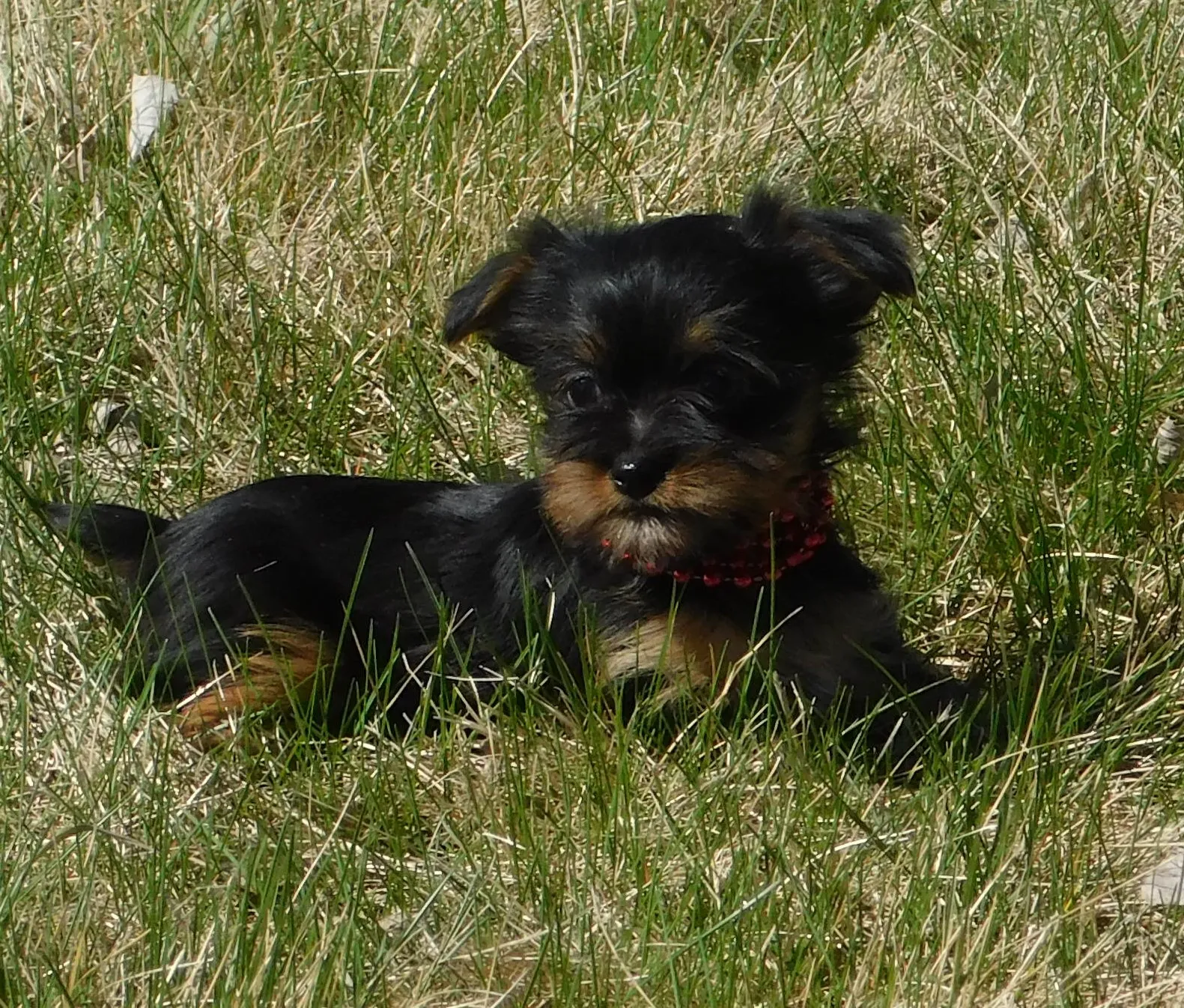 Bella