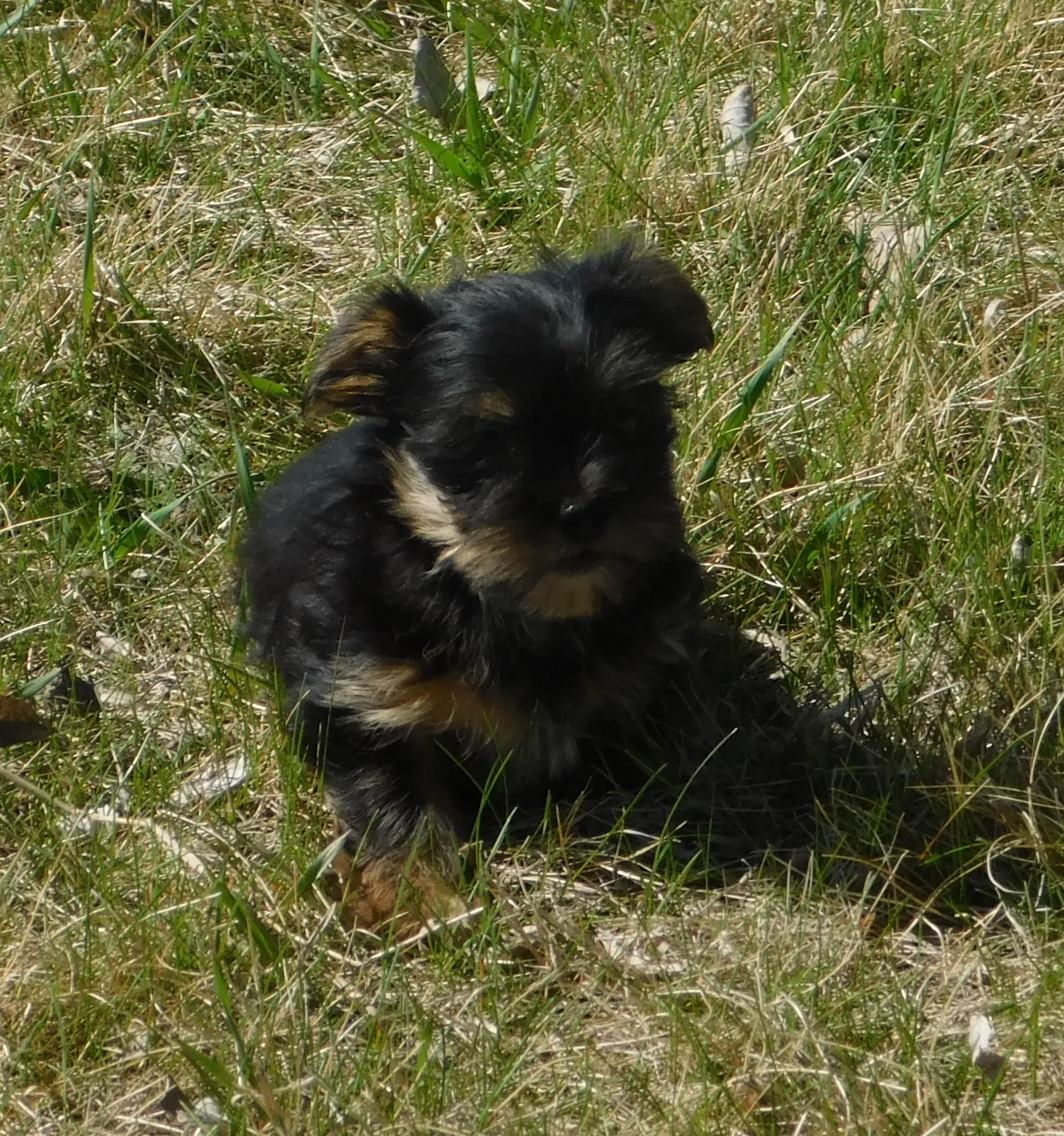 Benny