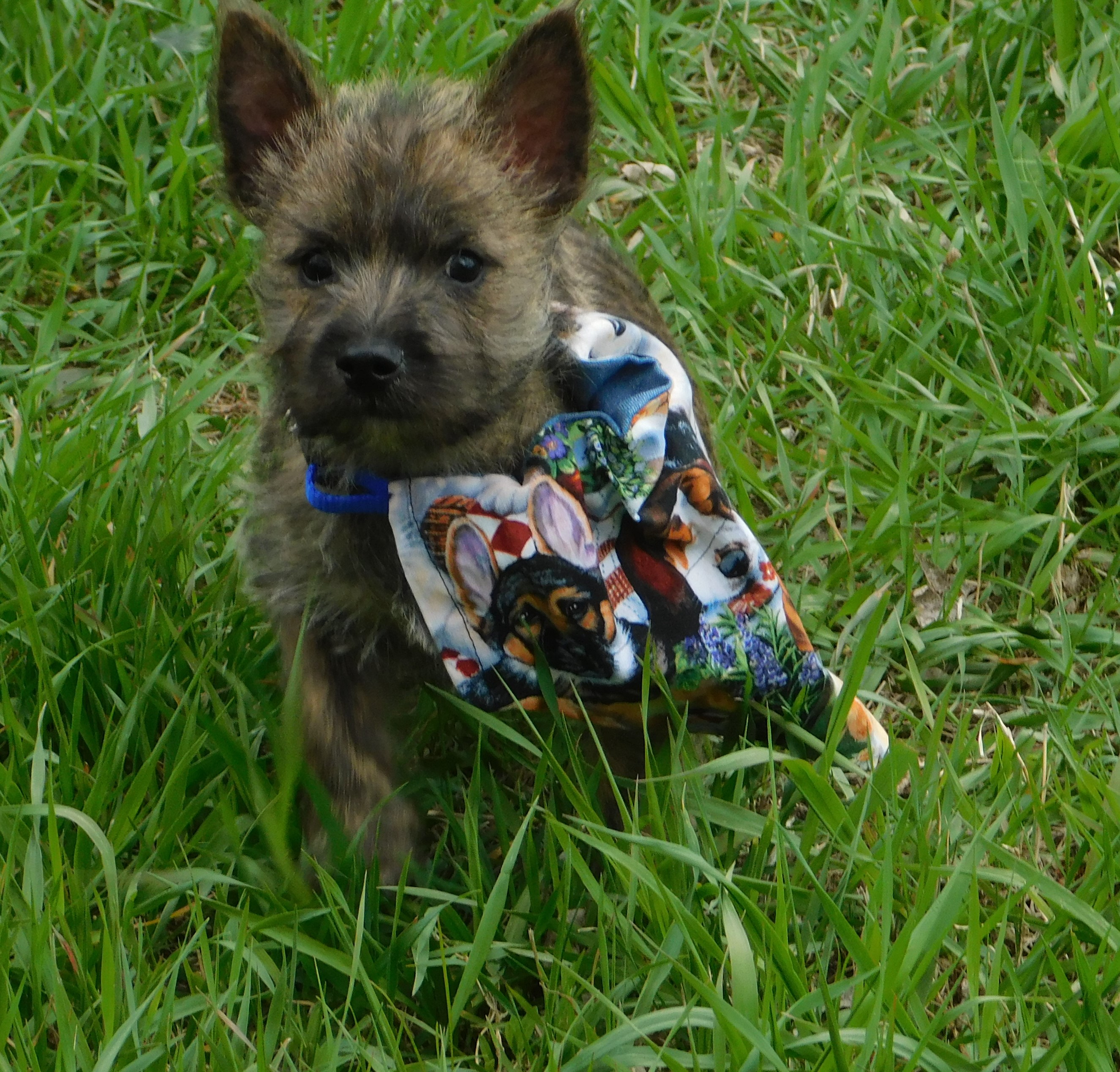 Carson