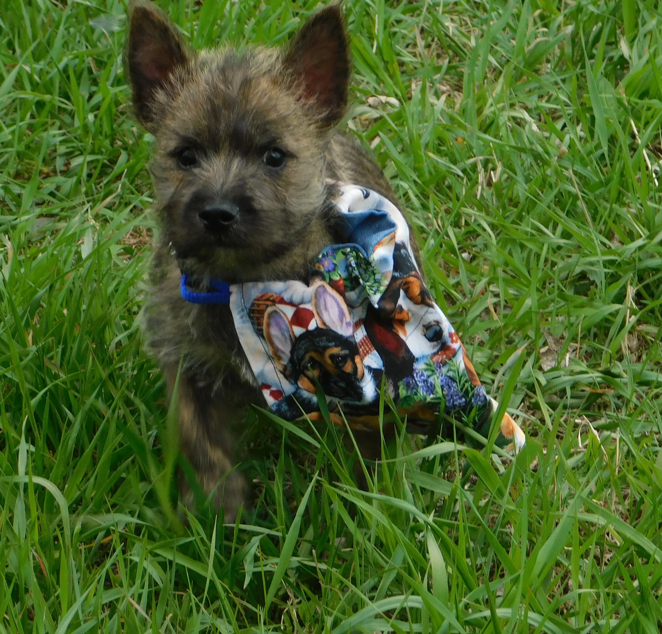 Carson