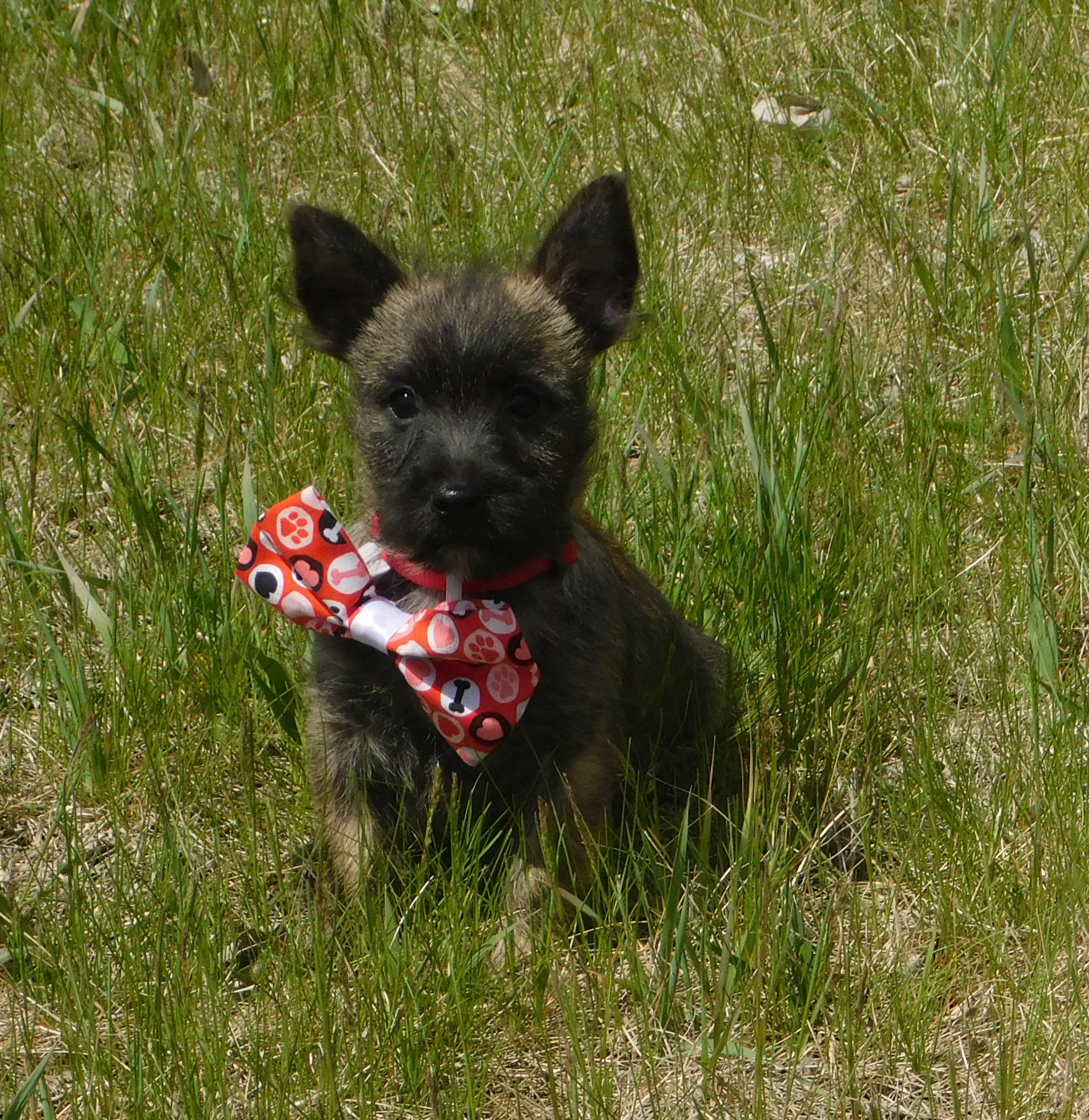 Auggie