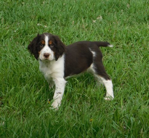 Walter