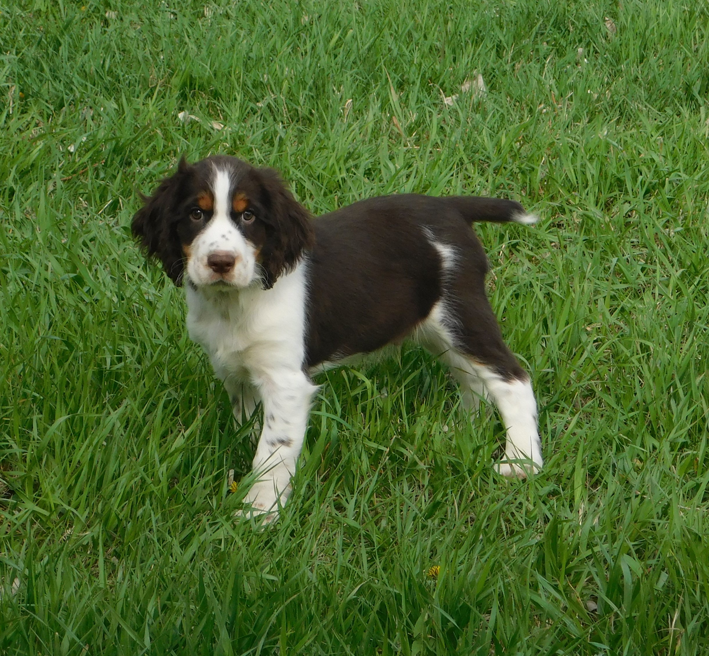 Walter