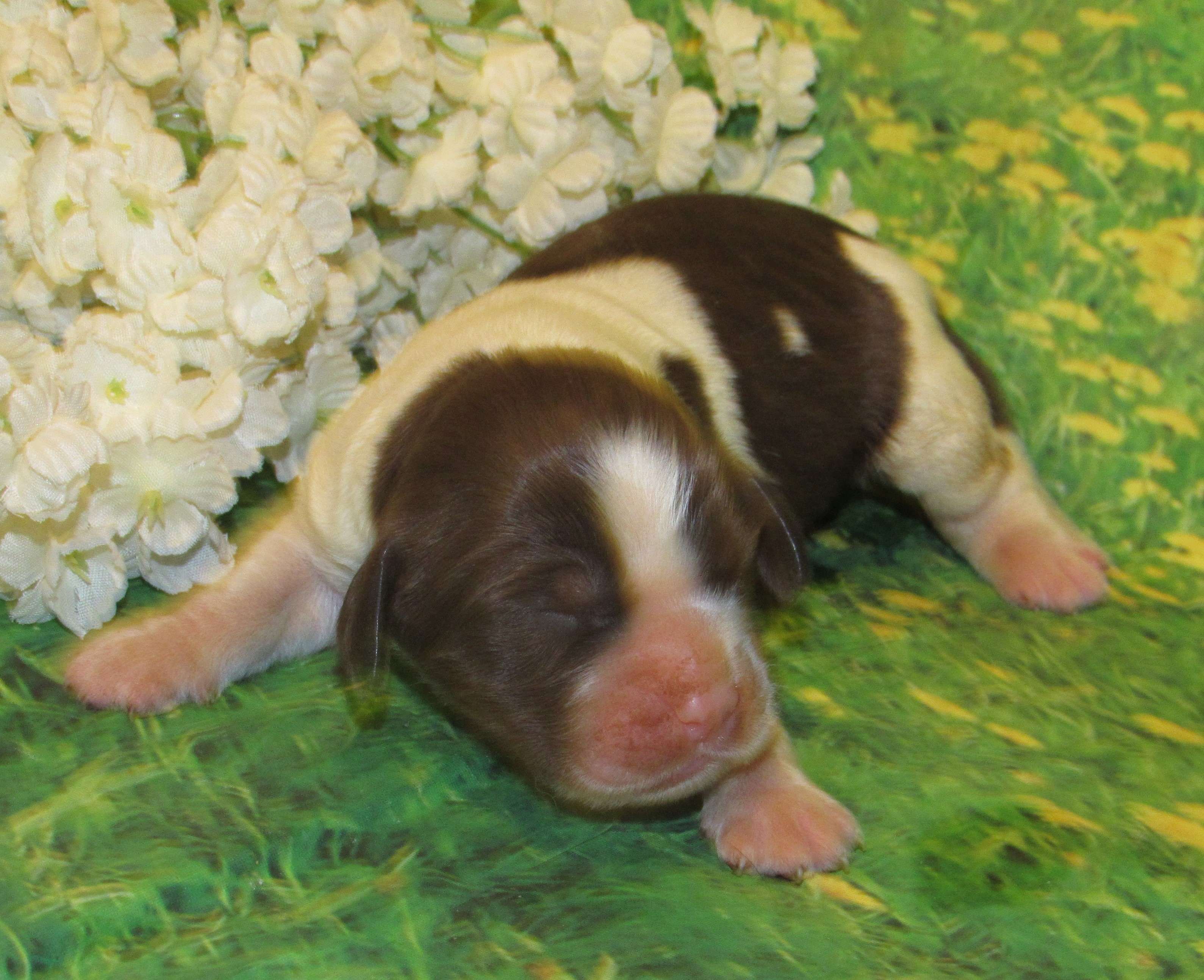 Mable