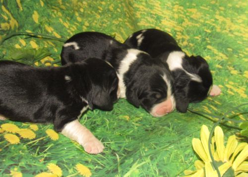 New springer babies