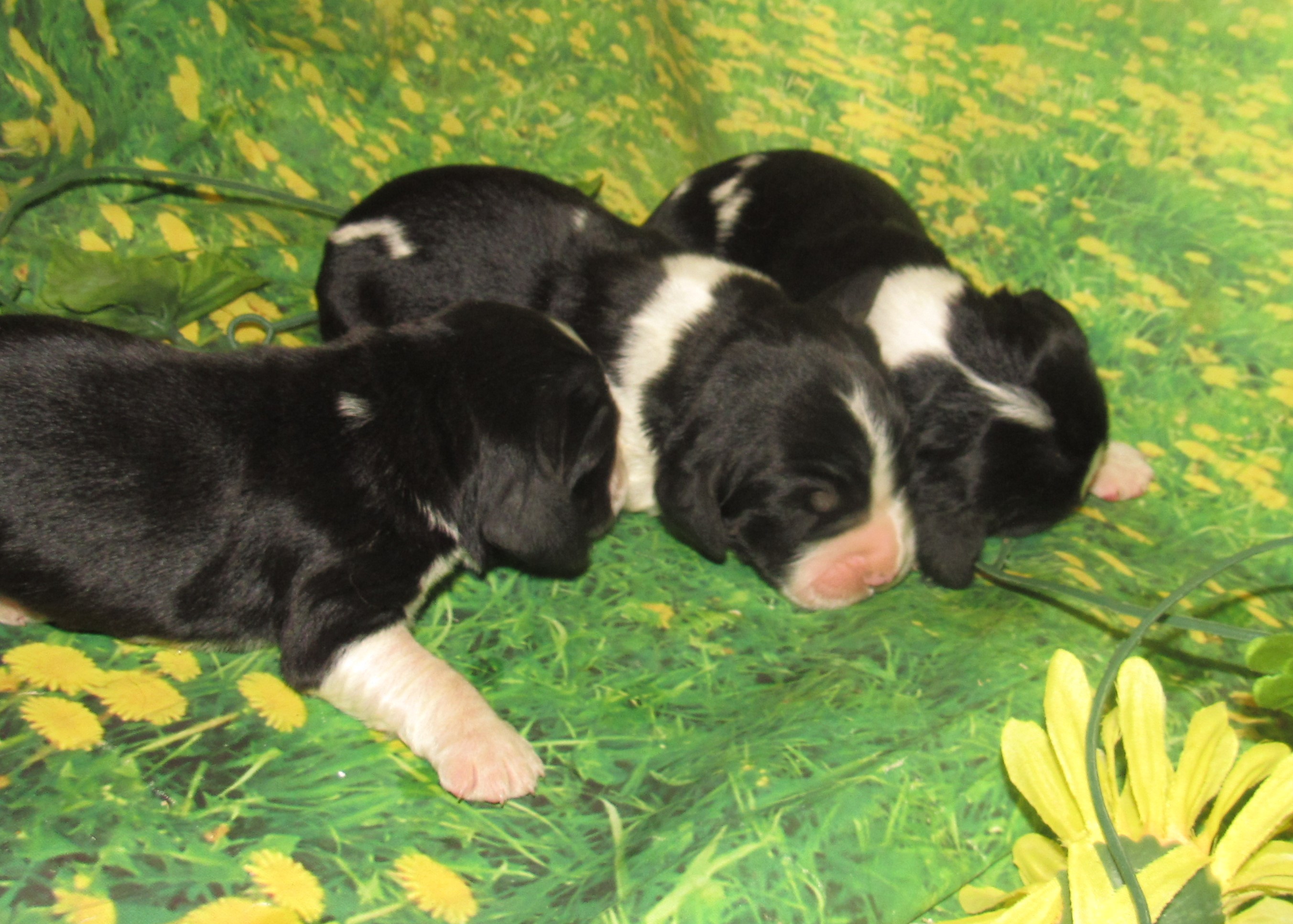 New springer babies
