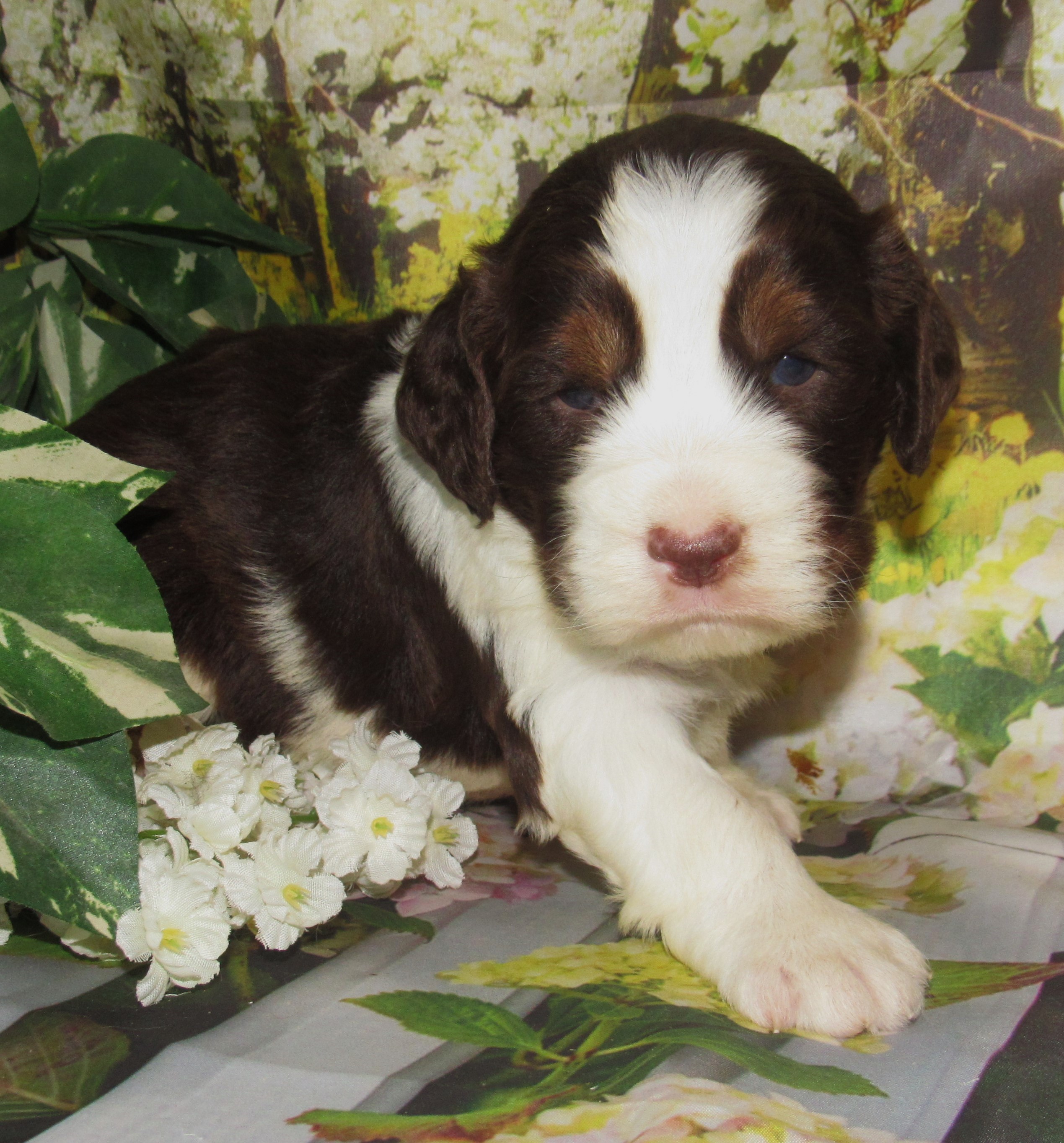 Mable