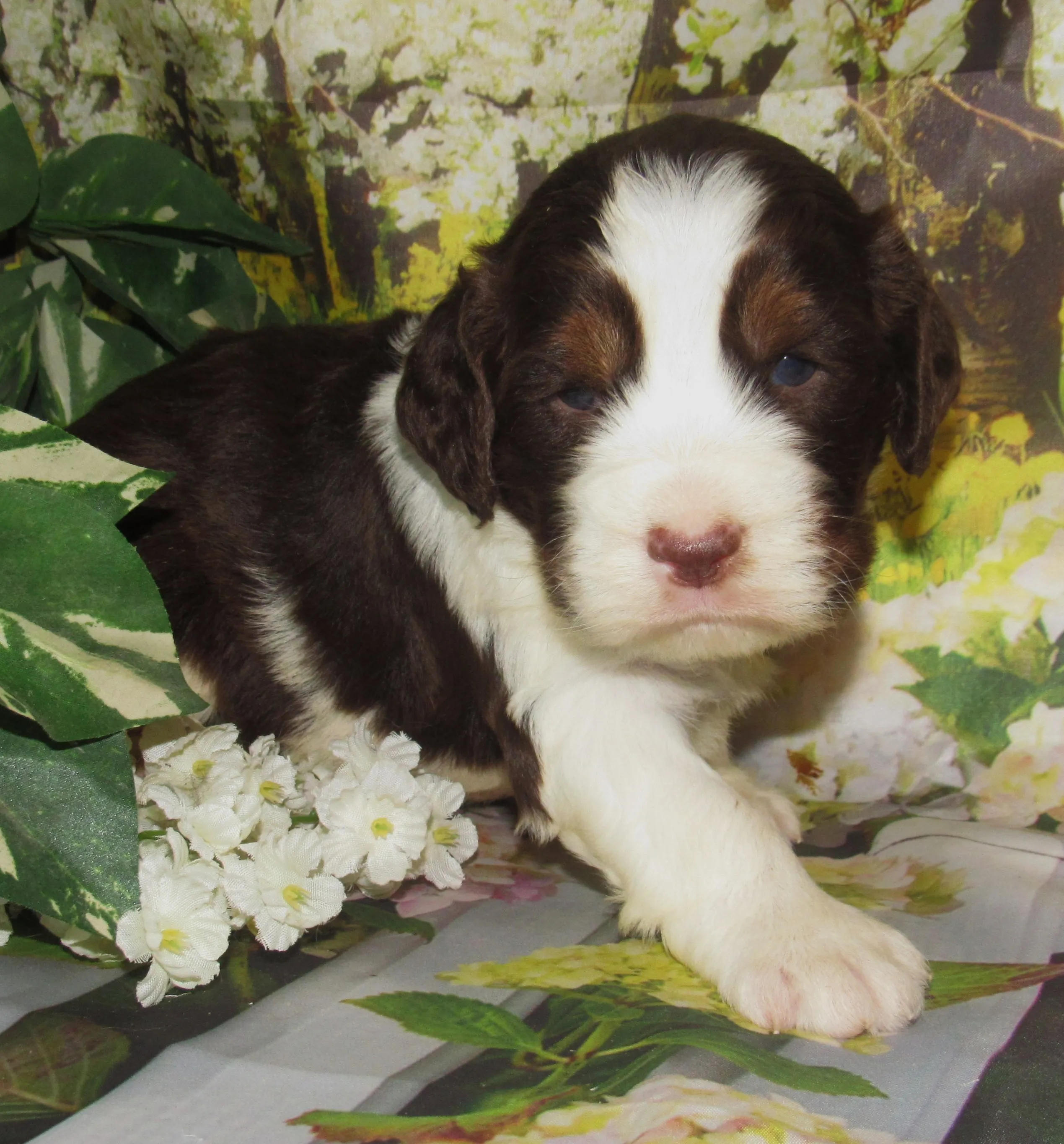 Mable
