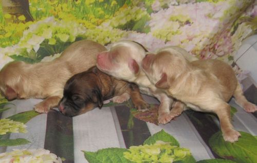 New babies