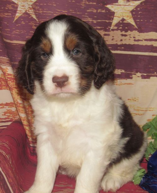 Mable
