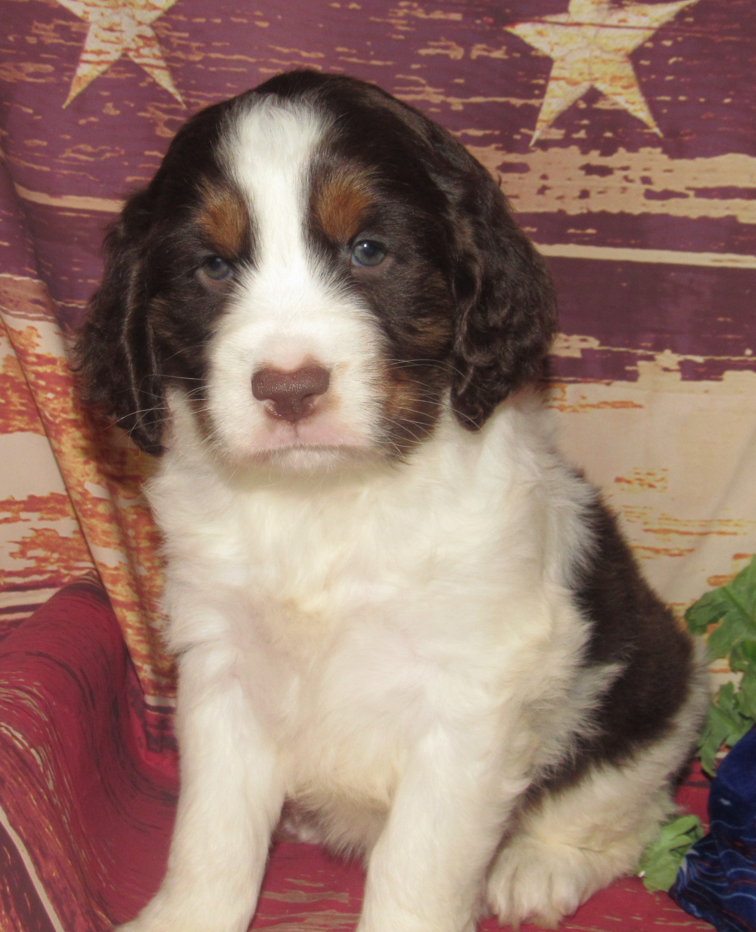 Mable
