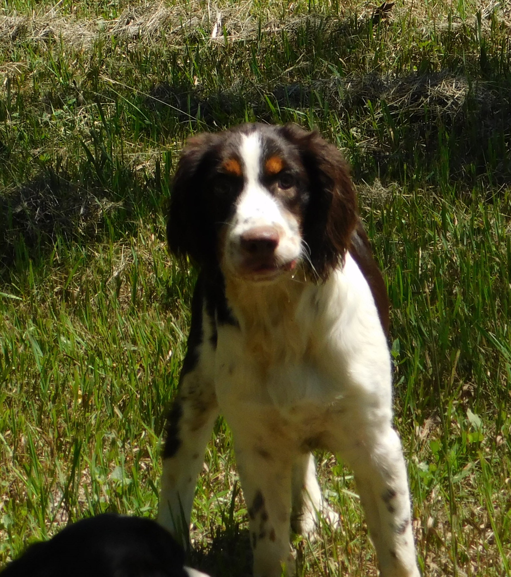 Walter