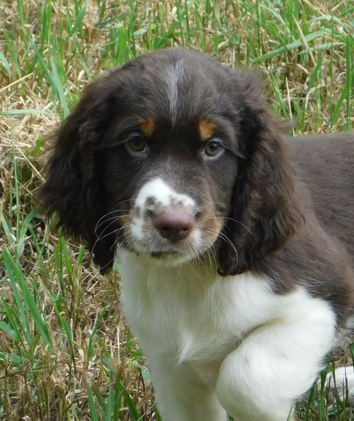 Sammy
