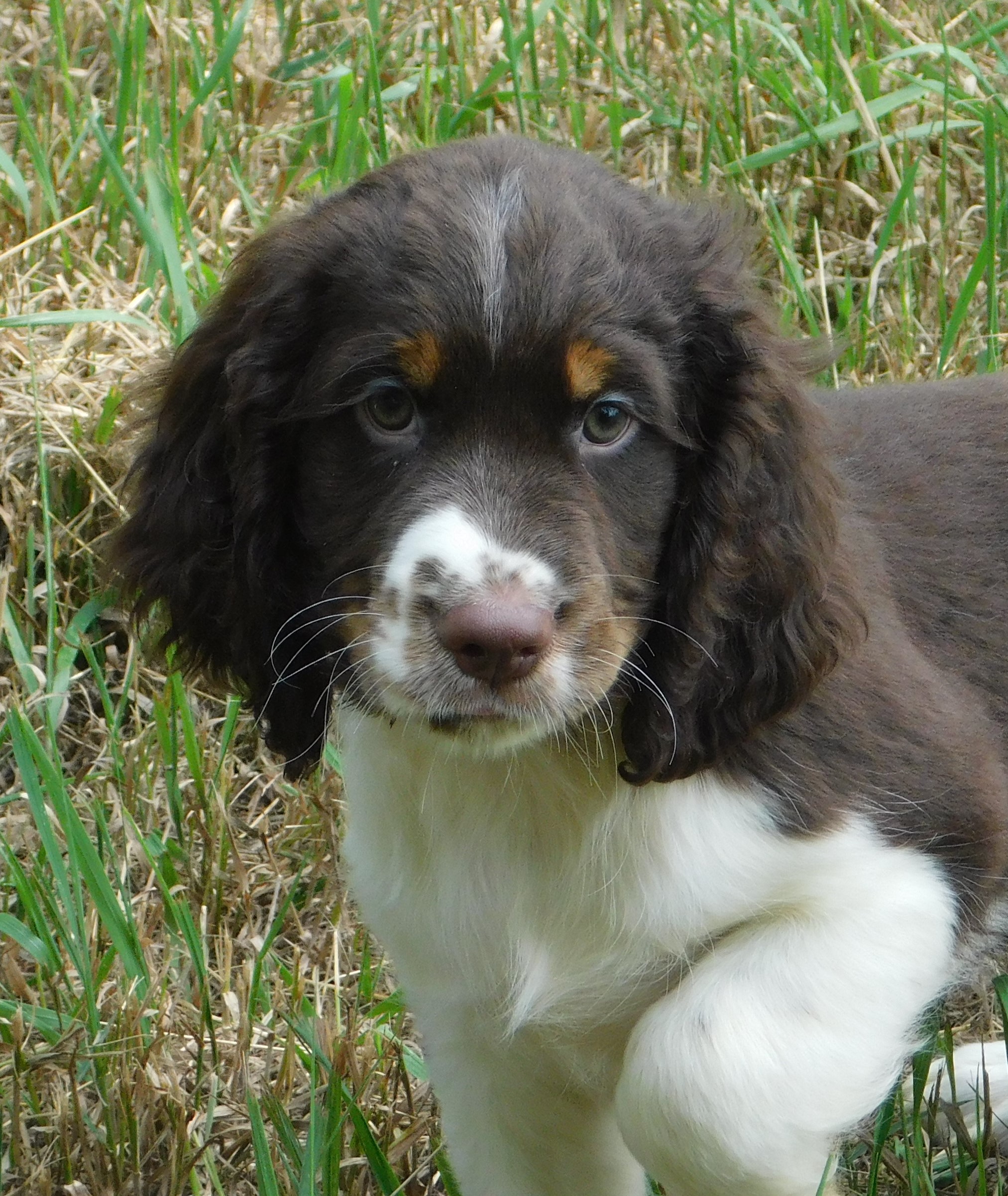 Sammy