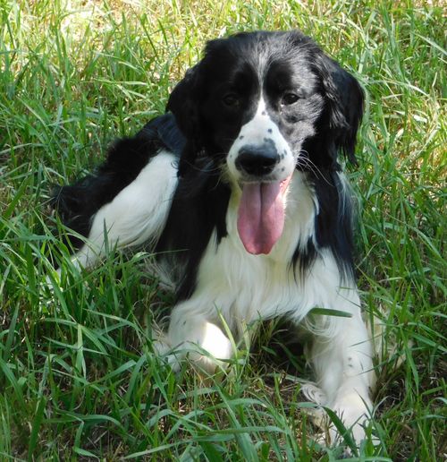 Sawyer